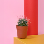 What Goes in a Sharps Container?