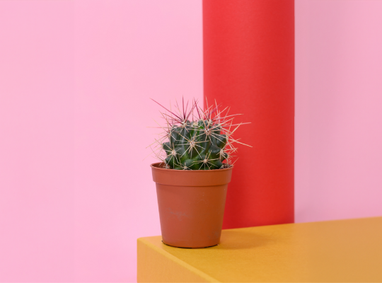 what goes in a sharps container? Cactus on a table.