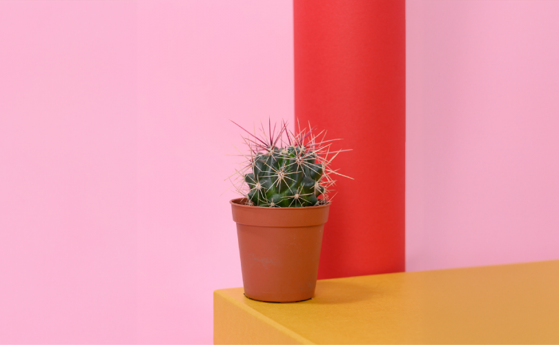 what goes in a sharps container? Cactus on a table.